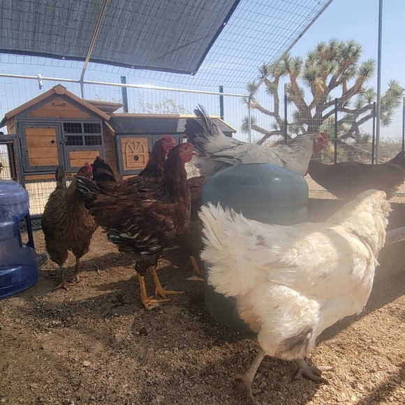 VETERANS DAY SALE - Picture 5 of 11